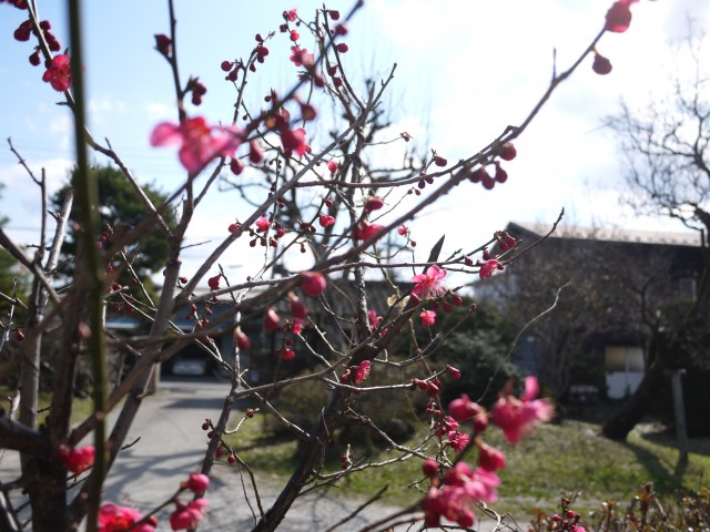 4月第2週目梅が咲きました。